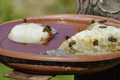 Nicht nur Vögel und Säugetiere freuen sich im Sommer über eine Möglichkeit zu trinken. Auch Insekten mögen die Abkühlung.  Foto: Onkel Ramirez/Pixabay