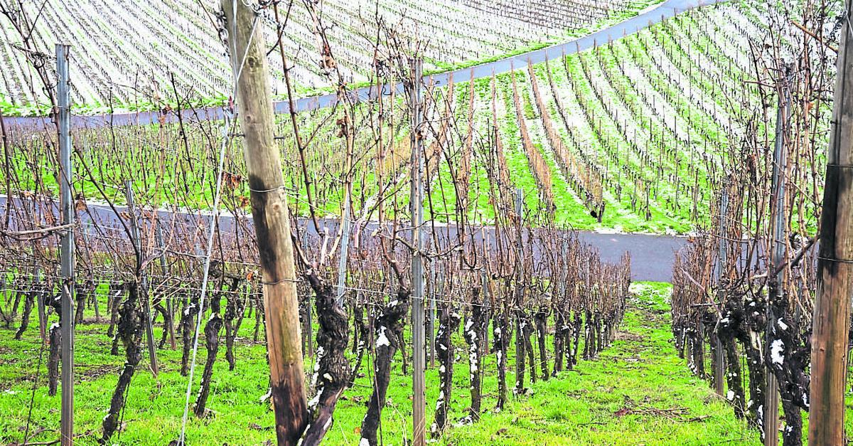 „Apokalypse“ in Rheinhessens Weinbau: Stilllegung von Weinbergen ...