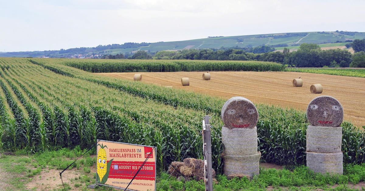 Erstes Maislabyrinth im Selztal in Schwabenheim eröffnet