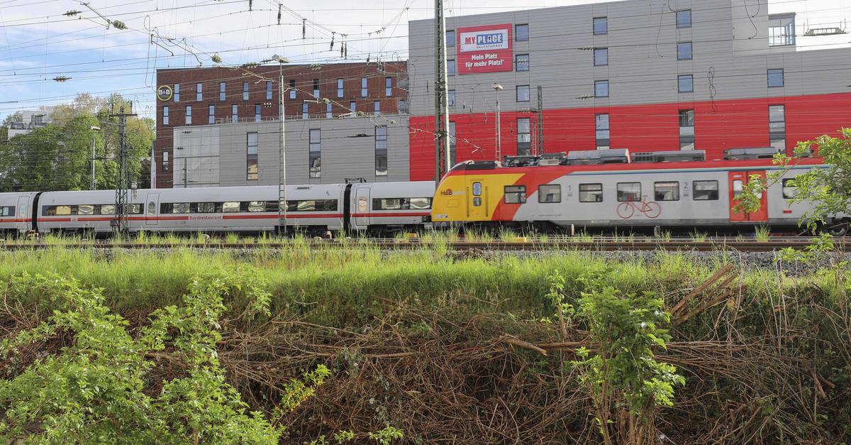 Leserimpuls: Hat die Bahn in Mainz unerlaubt gerodet?
