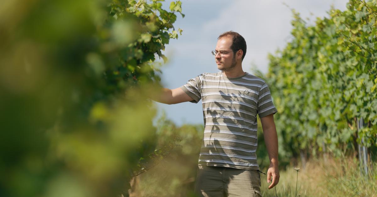 Rollen im Weinbau: Außenbetriebler Julian Maaß kam vom Büro in den ...