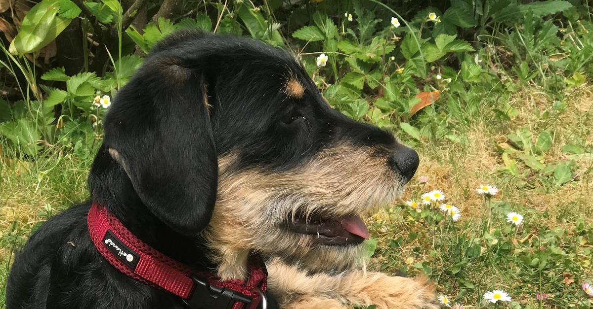 Verwaltungsgericht Mainz gibt Hundehalter recht: Dackel verhielt sich ...