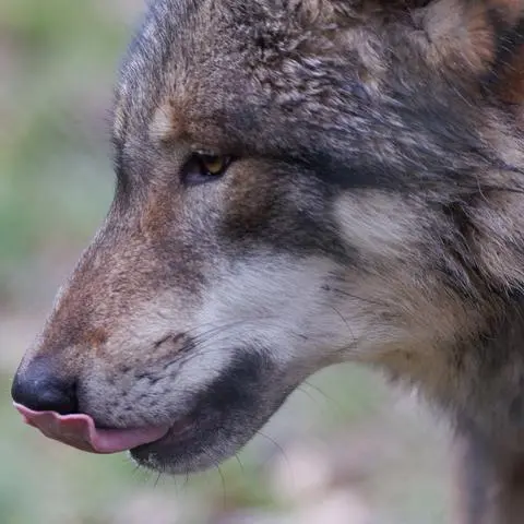 Ein Wolf in seinem Gehege im Tierpark von Weilburg. Im Lahn-Dill-Kreis und auch Hessen insgesamt kann man die Tiere seit mehreren Jahren wieder in freier Wildbahn antreffen.