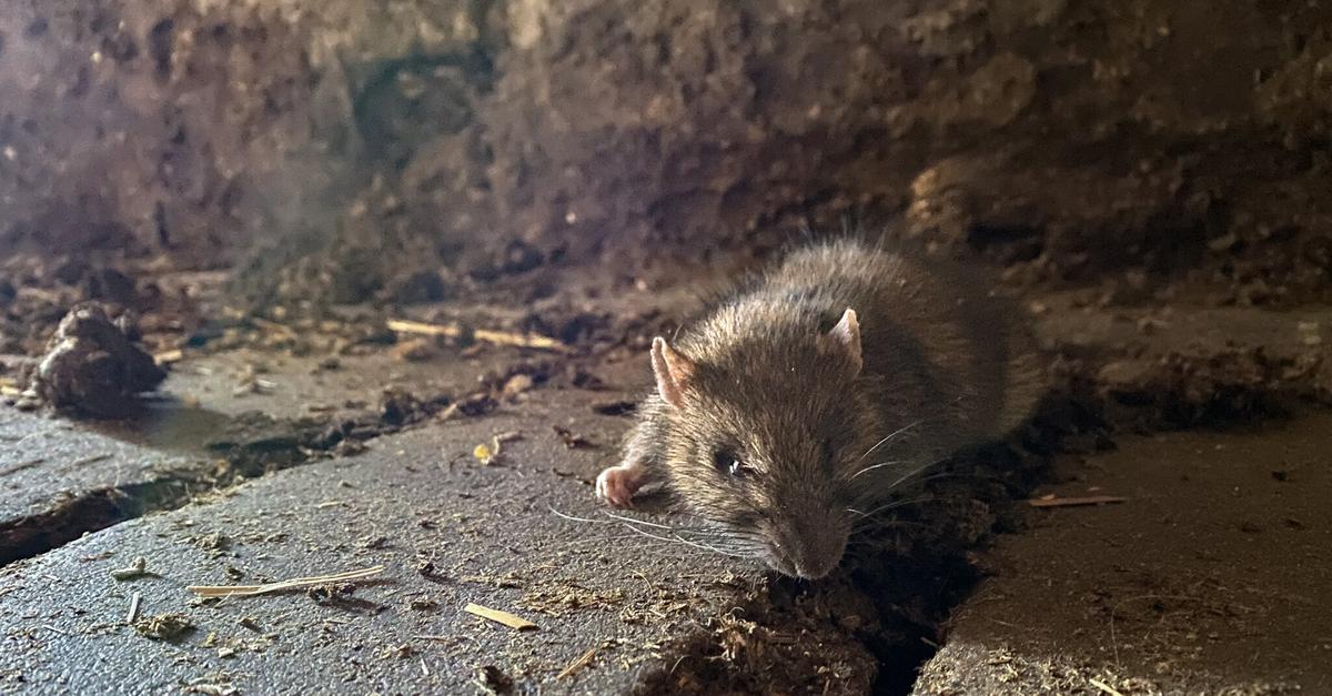 Ratten in Alzey: Gesundheitsamt beobachtet deutliche Zunahme im ...