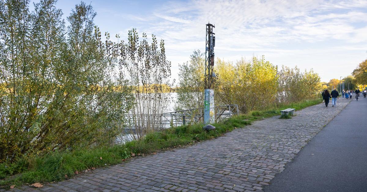 Warum zu viel Grün dem Mainzer Rheinufer schadet