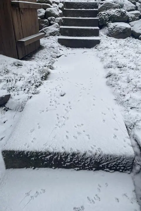 Im Winter sind die Rattenspuren im Garten der direkten Nachbar-Familie deutlich zu sehen. 