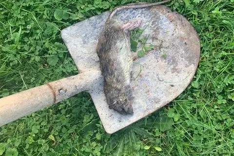 Eine tote Ratte auf einer Schaufel: Ein betroffener Familienvater dokumentiert den Schädlingsbefall seit Mitte des vergangenen Jahres. 