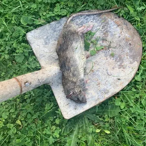 Eine tote Ratte auf einer Schaufel: Ein betroffener Familienvater dokumentiert den Schädlingsbefall seit Mitte des vergangenen Jahres. 