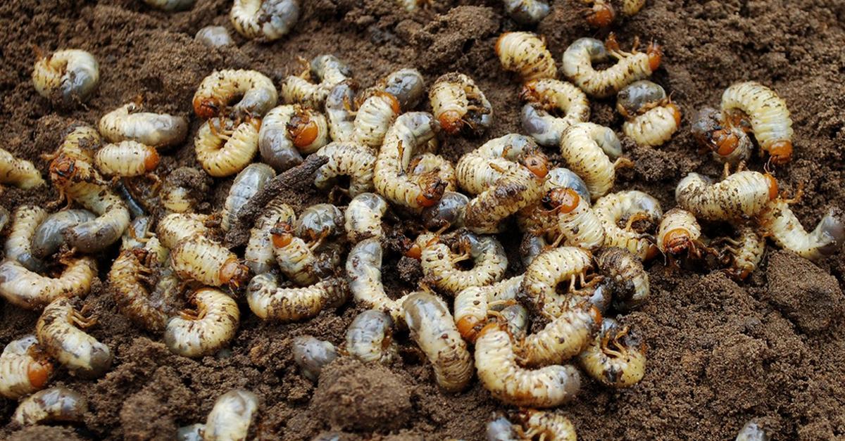 Crucenia: Maikäfer, flieg!