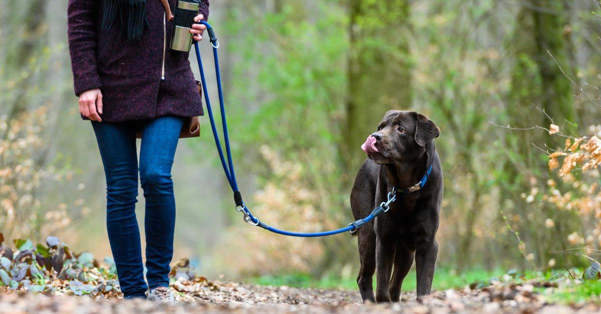 Breeding and nesting season, ASP, leash requirements: What applies where?