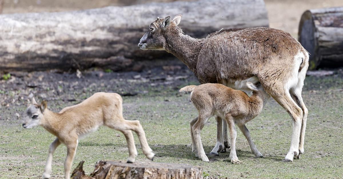 Falsches Futter: Einige Tiere im Wildpark schwer erkrankt