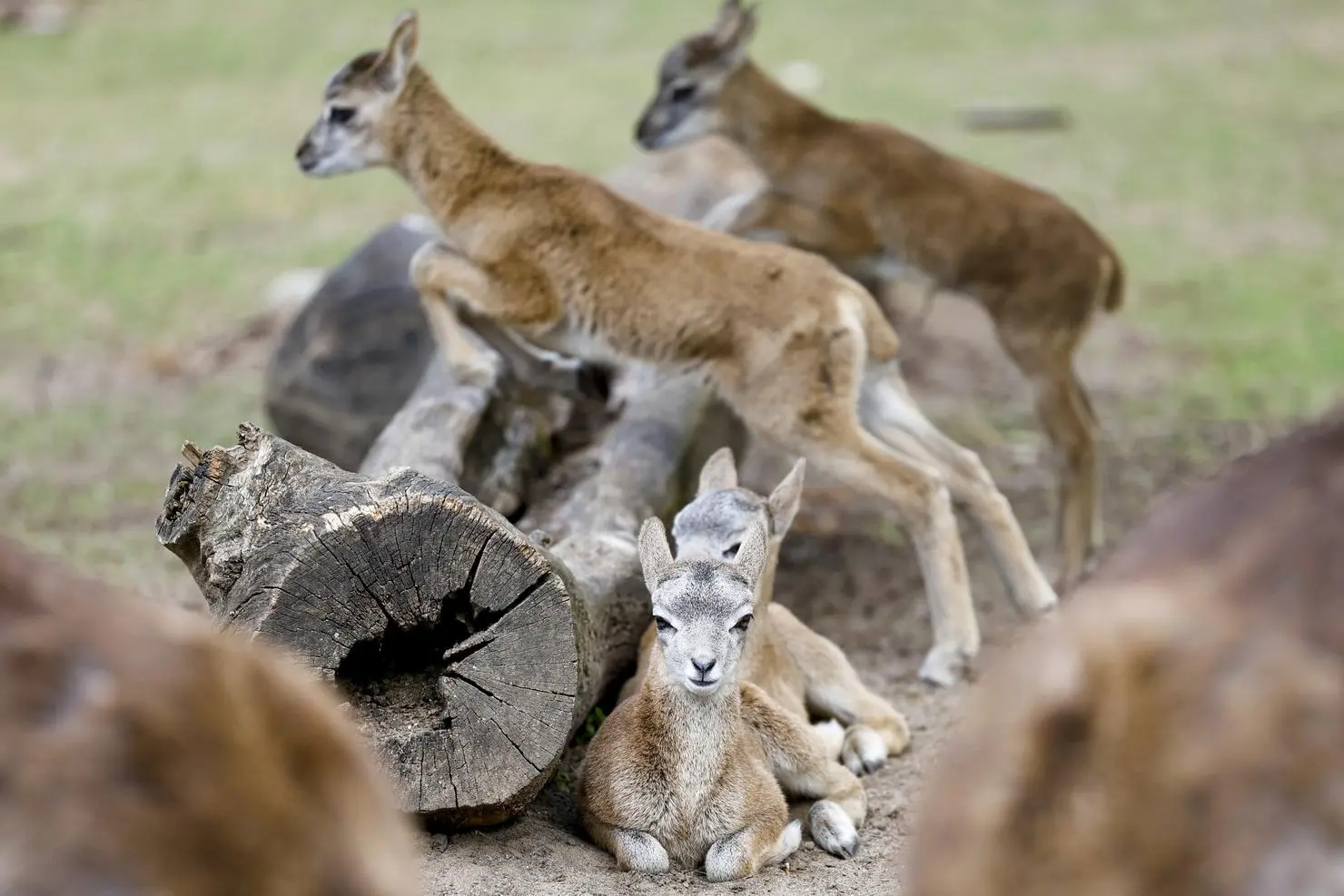 Mouflon babies at Gonsenheim Wildlife Park