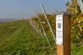 Der Zellertalweg ist jetzt per Audioguide zu erkunden
Wegpunkt zwischen Zell und Mölsheim an der Grenze zwischen Rheinhessen und der Pfalz, Mölsheim
Foto: Marc Braner / pakalski-press