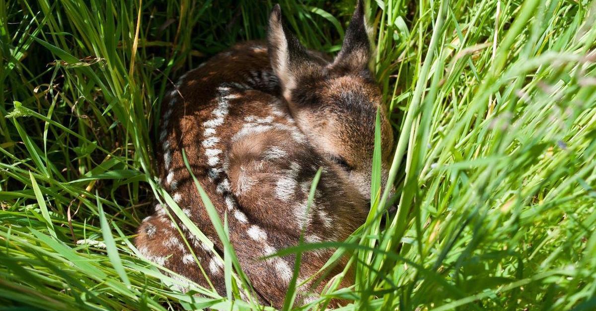 Aufschrei im Internet: Rehkitz in Oppenheim beim Mähen zerhäckselt?