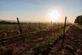ARCHIV - 01.05.2025, Rheinland-Pfalz, Mainz: Die Sonne geht auf über den Weinbergen an der Laubenheimer Höhe. (zu dpa: «Experte: Trend geht wieder klar zu Weißweinen») Foto: Jörg Halisch/dpa +++ dpa-Bildfunk +++