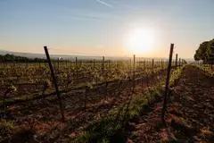 ARCHIV - 01.05.2025, Rheinland-Pfalz, Mainz: Die Sonne geht auf über den Weinbergen an der Laubenheimer Höhe. (zu dpa: «Experte: Trend geht wieder klar zu Weißweinen») Foto: Jörg Halisch/dpa +++ dpa-Bildfunk +++
