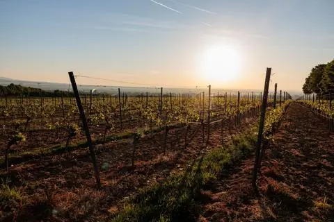 Sorgen um den Weinbau (Symbolfoto)