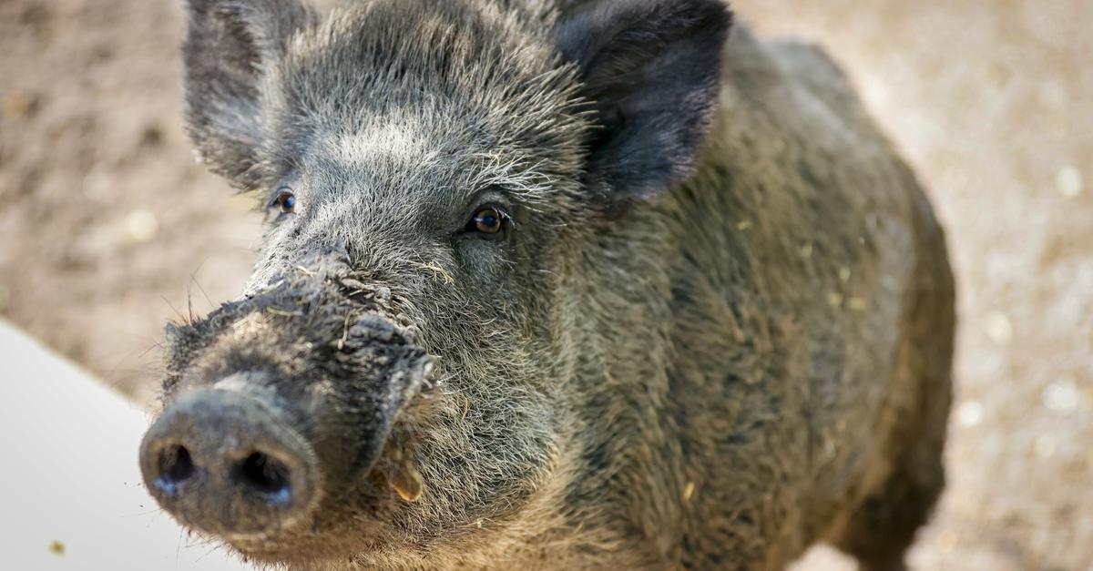 How swine fever is affecting the wildlife park in Mainz