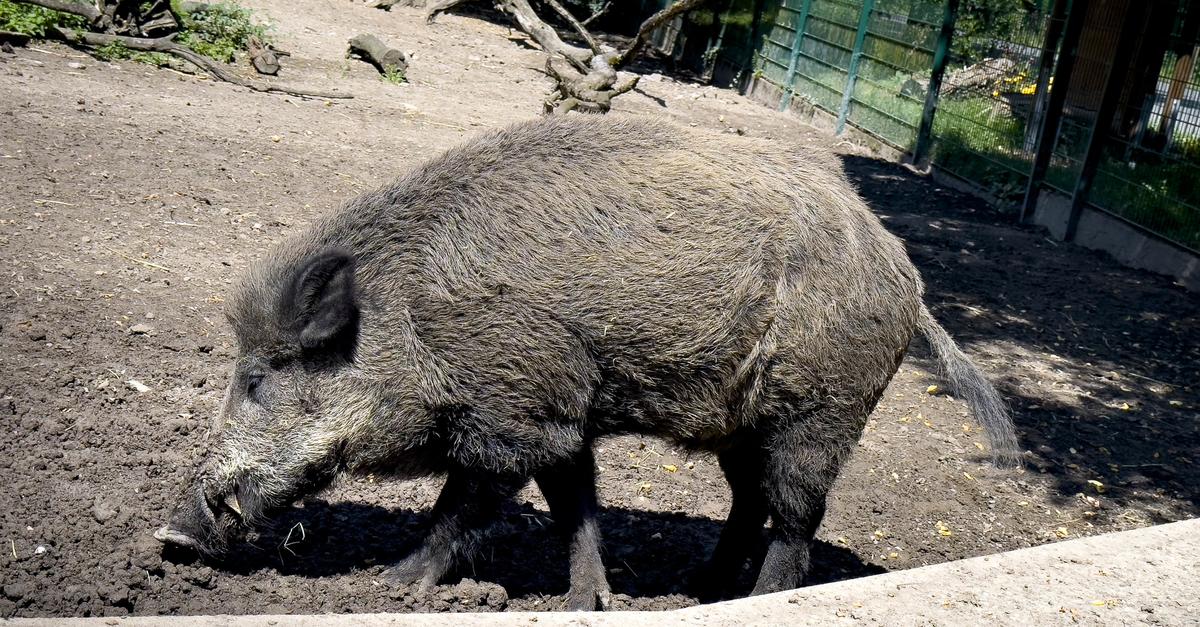 Danger of swine fever: Four wild boars killed in the wildlife park