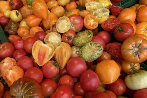 Bei unzähligen Tomatensorten lohnt sich auch immer mal ein Blick in ihr Inneres.