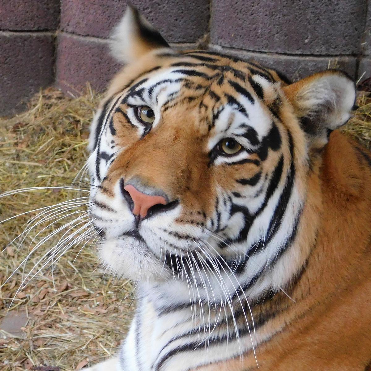 Ingelheim Tiger-Garten Waldeck Trauer Tiger „Lilly“ verstroben