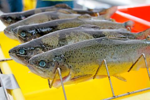 Beim Fliegenfischen bekommen sie laut Schriftsteller Leander Fischer eine faire Chance. Diese Forellen haben dennoch verloren. Foto: dpa 