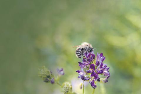 Eine Biene suckelt an einer Blüte – ein Anblick, der immer seltener wird. Foto: Philipp Reuter/Bund  Foto: Philipp Reuter/Bund