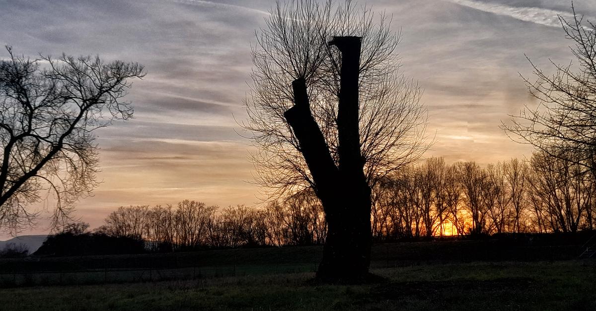 Westnetz creates nesting alternative for Bad Kreuznach storks