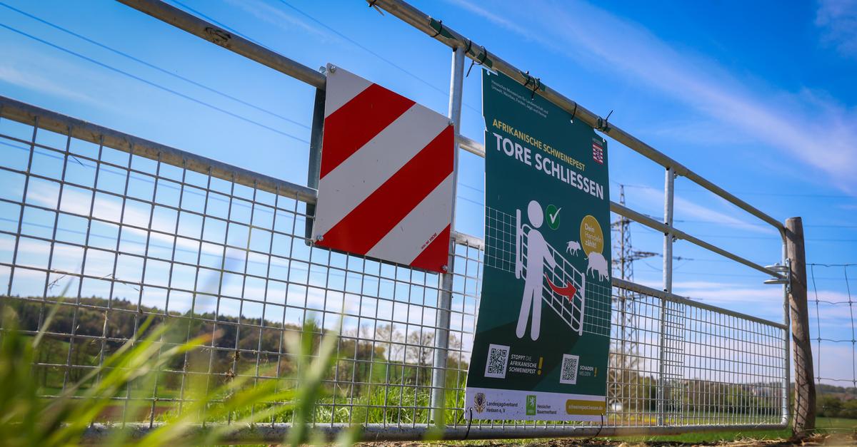 Afrikanische Schweinepest in Hessen und RLP: Warum das Gefühl trügerisch ...