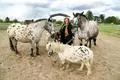 Pia Horneff mit ihren Therapiepferden Rosi, Urmel, Veivel und Wusel.