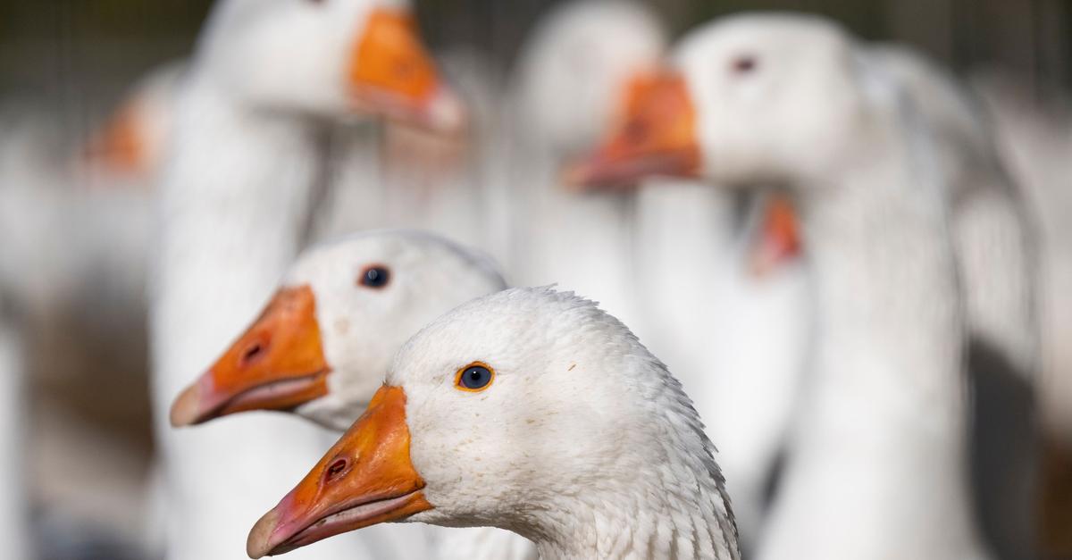 Vogelgrippe: Stallpflicht und Ausstellungsverbot im Kreis Mainz-Bingen ...