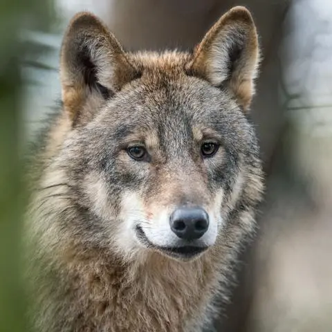 Die Bestandszahlen des Wolfes steigen kontinuierlich. (Symbolbild)