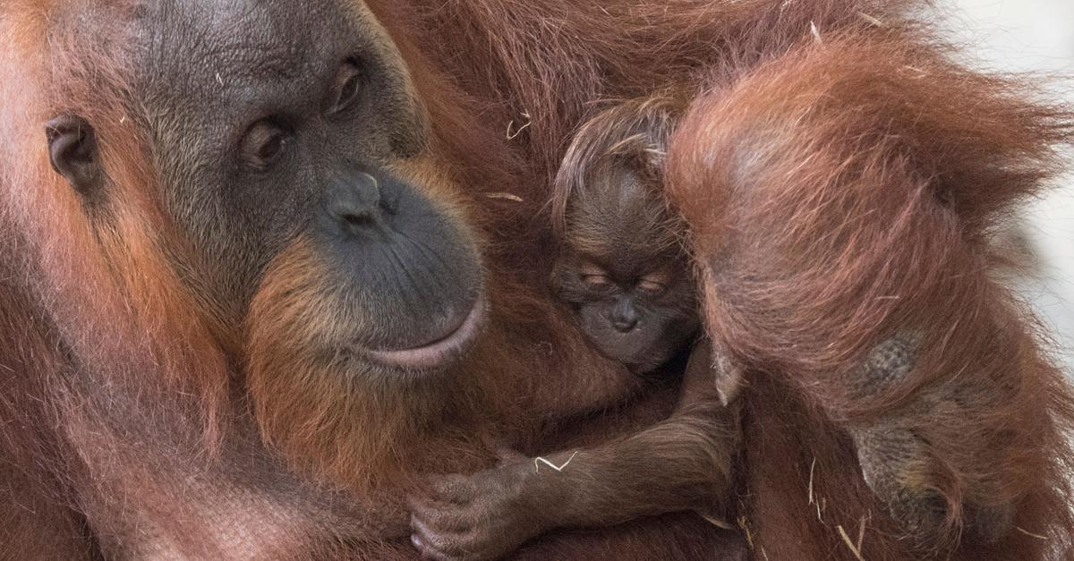 Monkeys escape - | Frankfurt Zoo evacuated