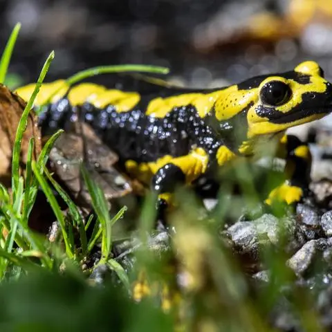 Wie steht es um die heimische Population der bedrohten Feuersalamander? Das untersuchen Ehrenamtliche im Rahmen eines Forschungsprojekts.