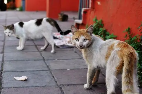 Verwilderte Katzen vermehren sich unkontrolliert. Häufig haben die Tiere mit Krankheiten zu kämpfen. (Symbolbild)
