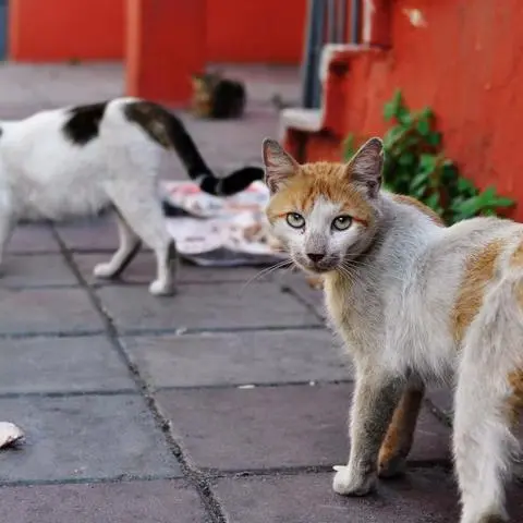 Verwilderte Katzen vermehren sich unkontrolliert, leiden mitunter an Krankheiten und sind – vor allem, wenn sie älter sind – unterernährt.