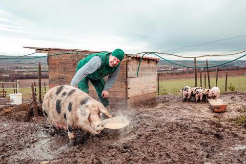 Auch wenn man es ihm nicht ansieht: Die Sorgen sind bei Schweinezüchter Bernd Bornheimer-Schwalbach groß.  Foto: pa/Selak  Foto: pa/Selak