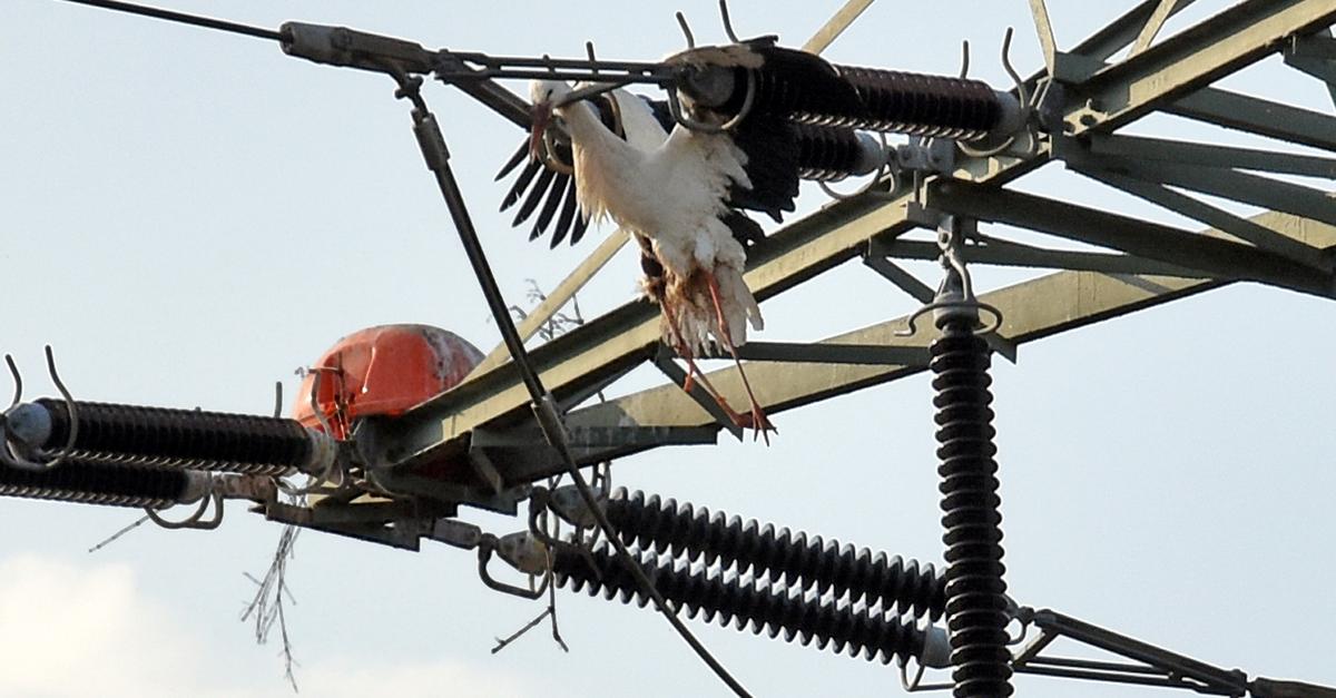 Dead stork in railway power line near Gensingen causes outrage online