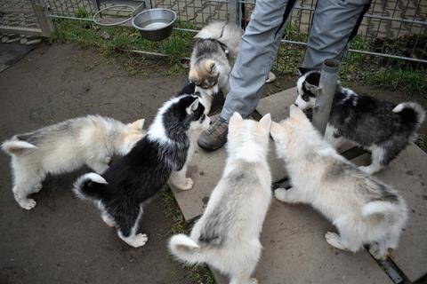 Insgesamt acht kleine Husky-Welpen werden derzeit vom Tierheim Bad Kreuznach aufgepäppelt. Die acht Wochen alten Hunde stammen aus einer Beschlagnahmung und sollen versteigert werden.    Foto: Nathalie Doleschel