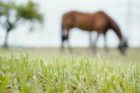 Ein Pferd steht auf der Weide. Archivfoto: dpa