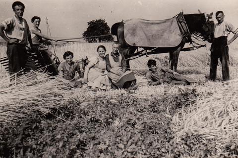 Ernte in Hackenheim vor hundert Jahren. Damals war das 2000-Einwohner-Dorf noch völlig landwirtschaftlich geprägt. Heute spielt zwar der Weinbau noch eine große Rolle, doch die meisten Hackenheimer verdienen ihr tägliches Brot außerhalb. © Sammlung Franzmann