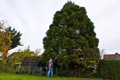 Auch diesen Mammutbaum hat Wolfgang Theil vor 35 Jahren in Waldlaubersheim gepflanzt. Wenigstens dieser Riese steht noch. Foto: Wolfgang Bartels