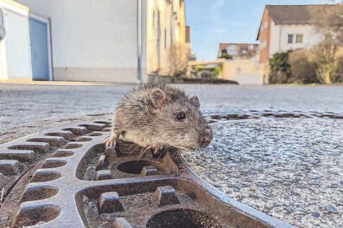 Eine Ratte an einem Gullideckel. Foto: Berufstierrettung Rhein-Neckar