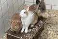 Die Kaninchenböckchen Flip, Josef und Teddi, 16 Monate alt, möchten zusammen in ein neues Heim umziehen