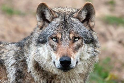 Seit einigen Jahren werden wieder vereinzelte Wölfe in Hessen gesichtet. Archivfoto: Naturschutzbund