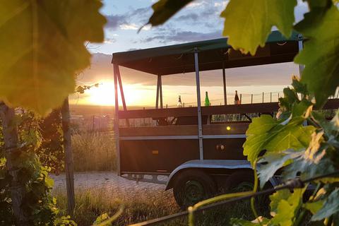 Besonders stimmungsvoll sind die Weinbergsrundfahrten bei Sonnenuntergang. Foto: Dorothee Dorschel
