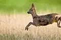 Nicht angeleinte Hunde stellen für Rehe eine Gefahr dar.
