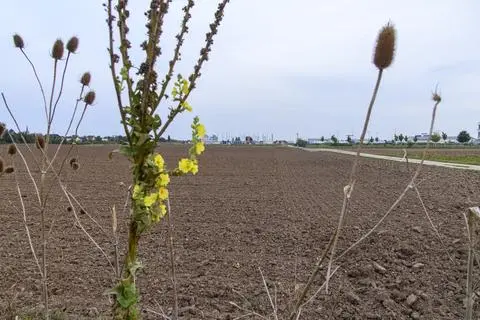 Die Stadt Riedstadt kann den dritten Teil des Gewerbegebiets Wolfskehlen „Auf dem Forst III“ weiter entwickeln. Die Regionalversammlung Südhessen hat der 12,8 Hektar großen Erweiterung zugestimmt. Das Foto zeigt den Blick nach Süden auf die Baustelle von Global Foods Trading an der Nikolay-Tesla-Straße. 