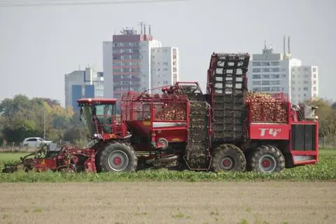 Die Zuckerrübenernte hat begonnen. Der Treburer Landwirt Bernd Scherer baut die Kulturpflanze auf rund 22 Hektar an, auch nahe dem Groß-Gerauer Stadtteil Auf Esch (im Hintergrund). Foto: Ralph Keim