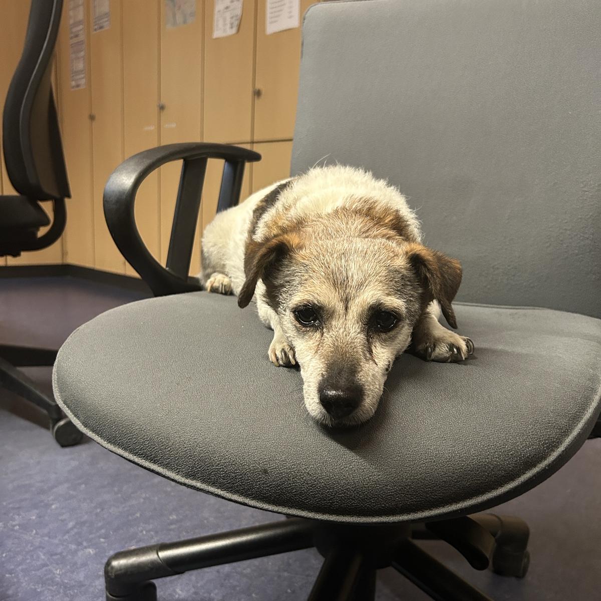 Freilaufender Hund gefunden